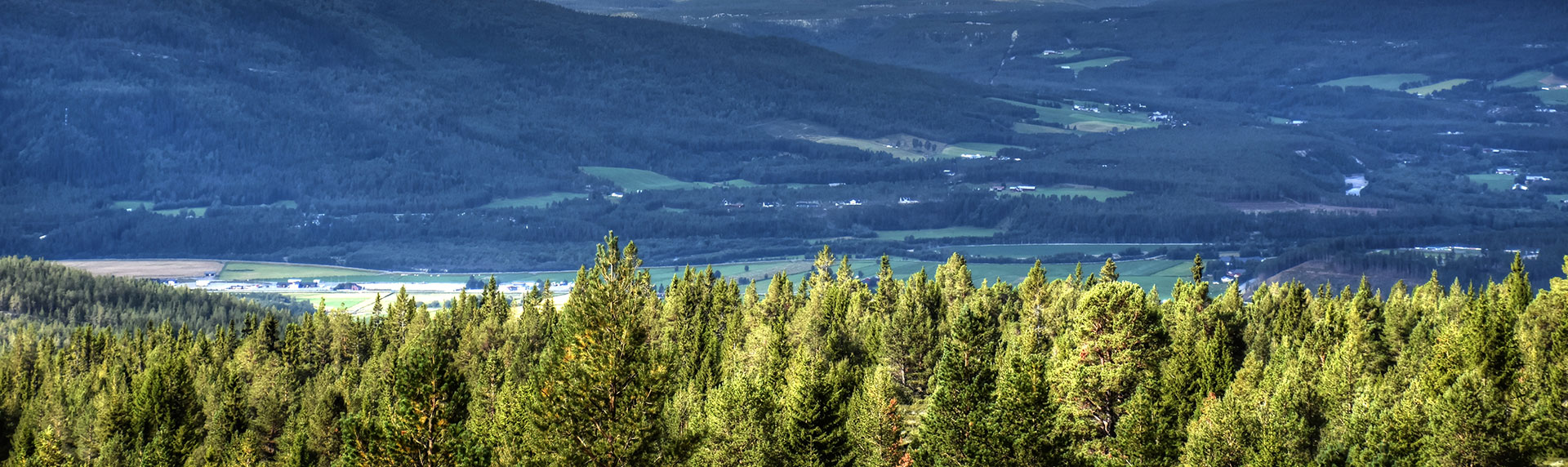naturbilde alvdal med skog og fjell bak